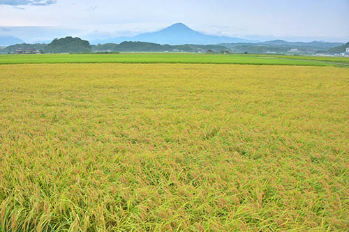 鳥取県南部町の風景