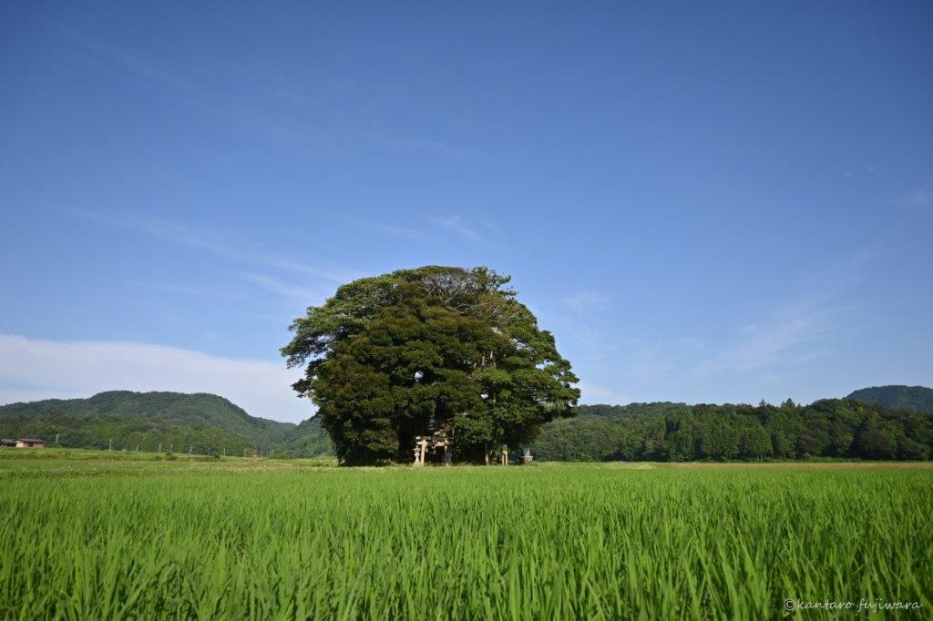 鳥取県南部町 雪の客神社