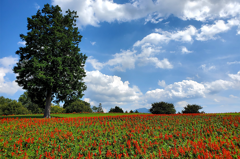鳥取県南部町 とっとり花回廊のサルビア