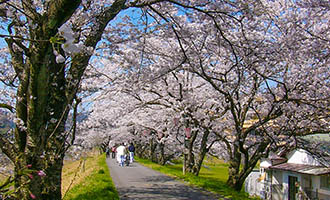 鳥取県南部町の桜が咲く風景