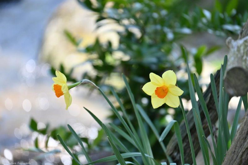 彼岸花と田んぼとサギ