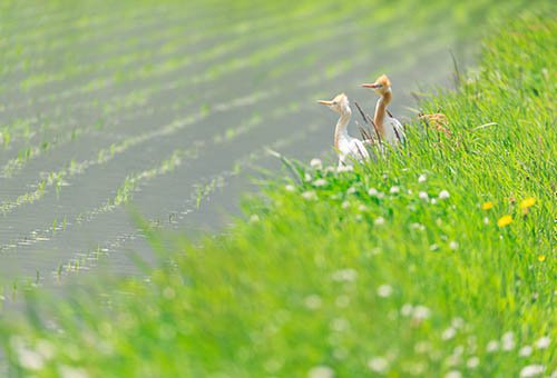 鳥取県南部町　自然の中で暮らすことはさまざまな動植物と暮らすということ